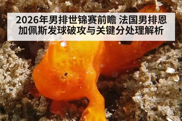 2026年男排世锦赛前瞻 法国男排恩加佩斯发球破攻与关键分处理解析（kaiyun）